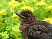 Amsel (Jungvogel)