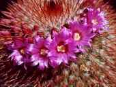 Kaktusblte