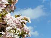 japanische Zierkirsche