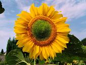 Sonnenblume 2