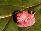Weinbergschnecke